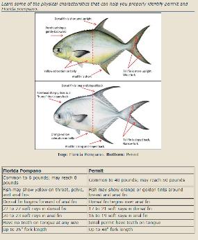 Summer Pompano Fishing 101: How to Pompano Fish– Hunting and Fishing Depot